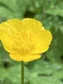 Poppy avatar