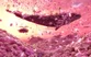 April avatar
