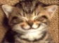 gérald avatar