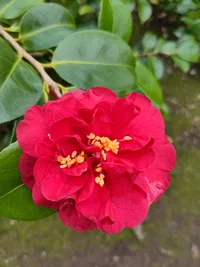 Evie Vinje Steffens 's avatar