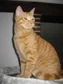Dominique avatar