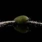 Feijoa Salt avatar