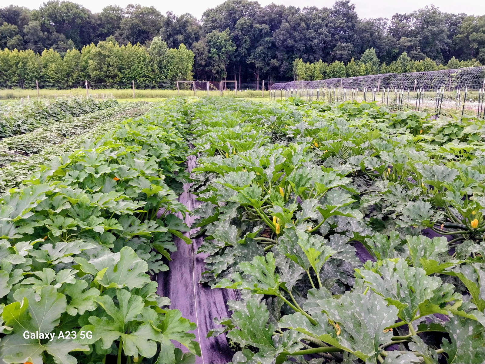 Rows for the Hungry farm in South Brunswick, New Jersey