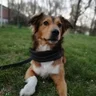 Giorgio Jimore D'Amore avatar
