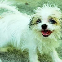 Zsazsa Infantado's avatar