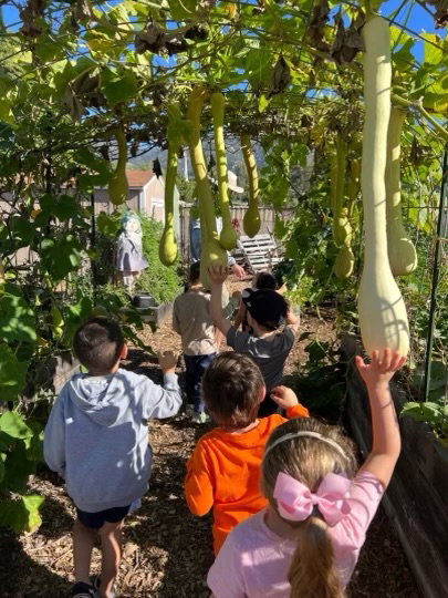 Trinity Gardens harvest in Santa Barbara, California