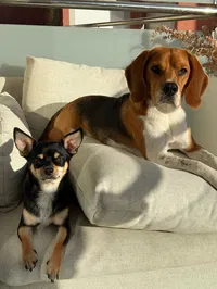 Elisabete Ds's avatar