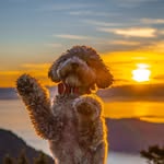 bailey_theminidoodle avatar