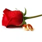 Talat Mahmood avatar